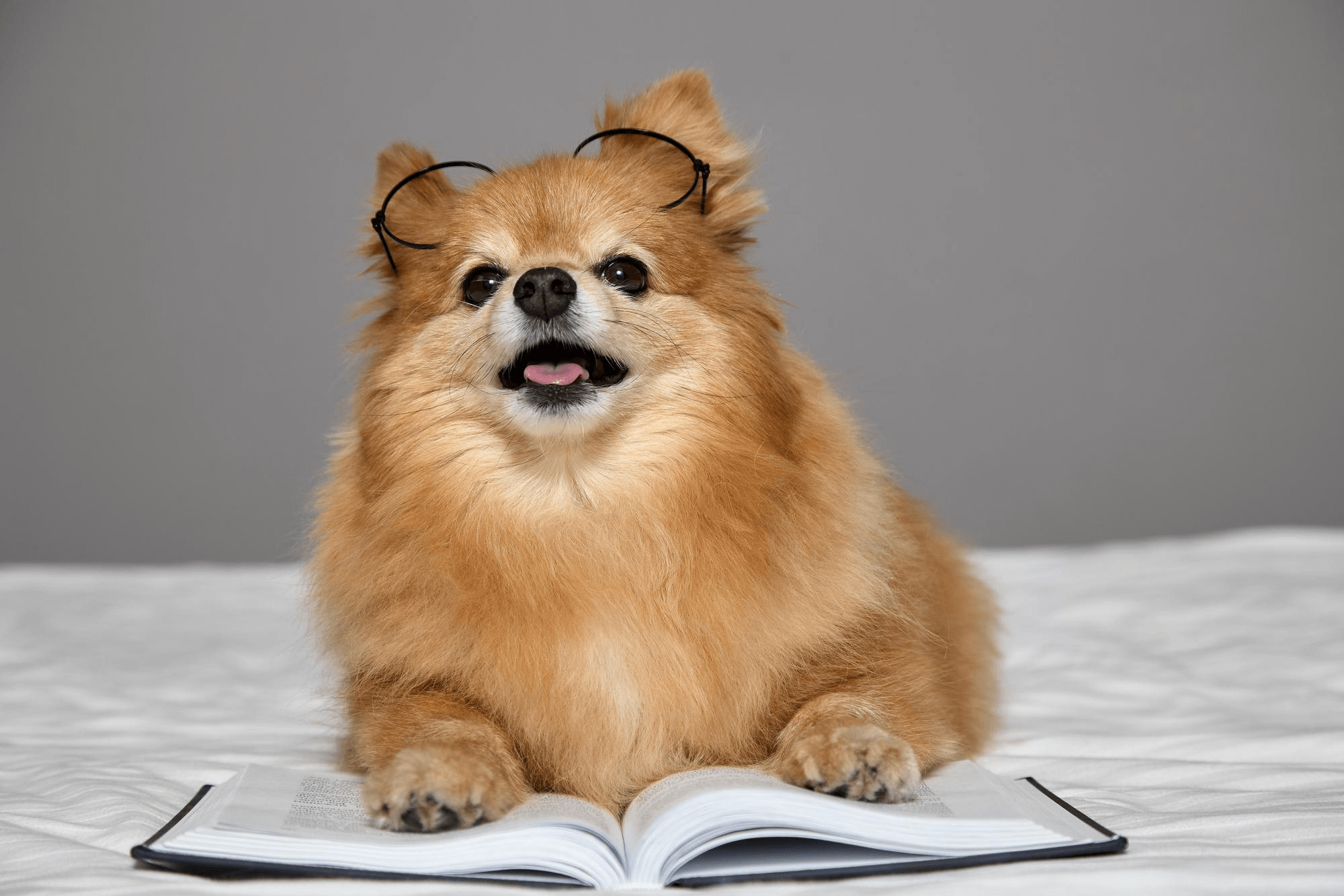 382. AI - pomeranian-intelligence-1