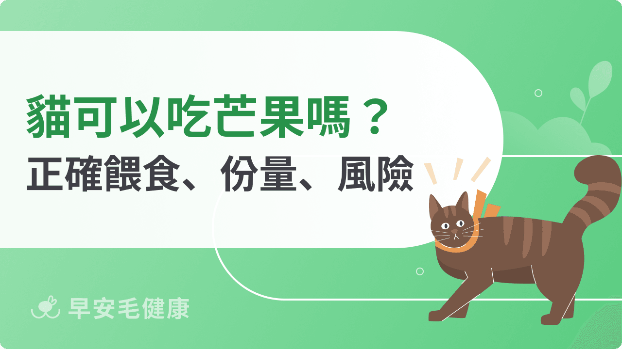 貓可以吃芒果嗎？怎麼安全餵貓吃芒果？