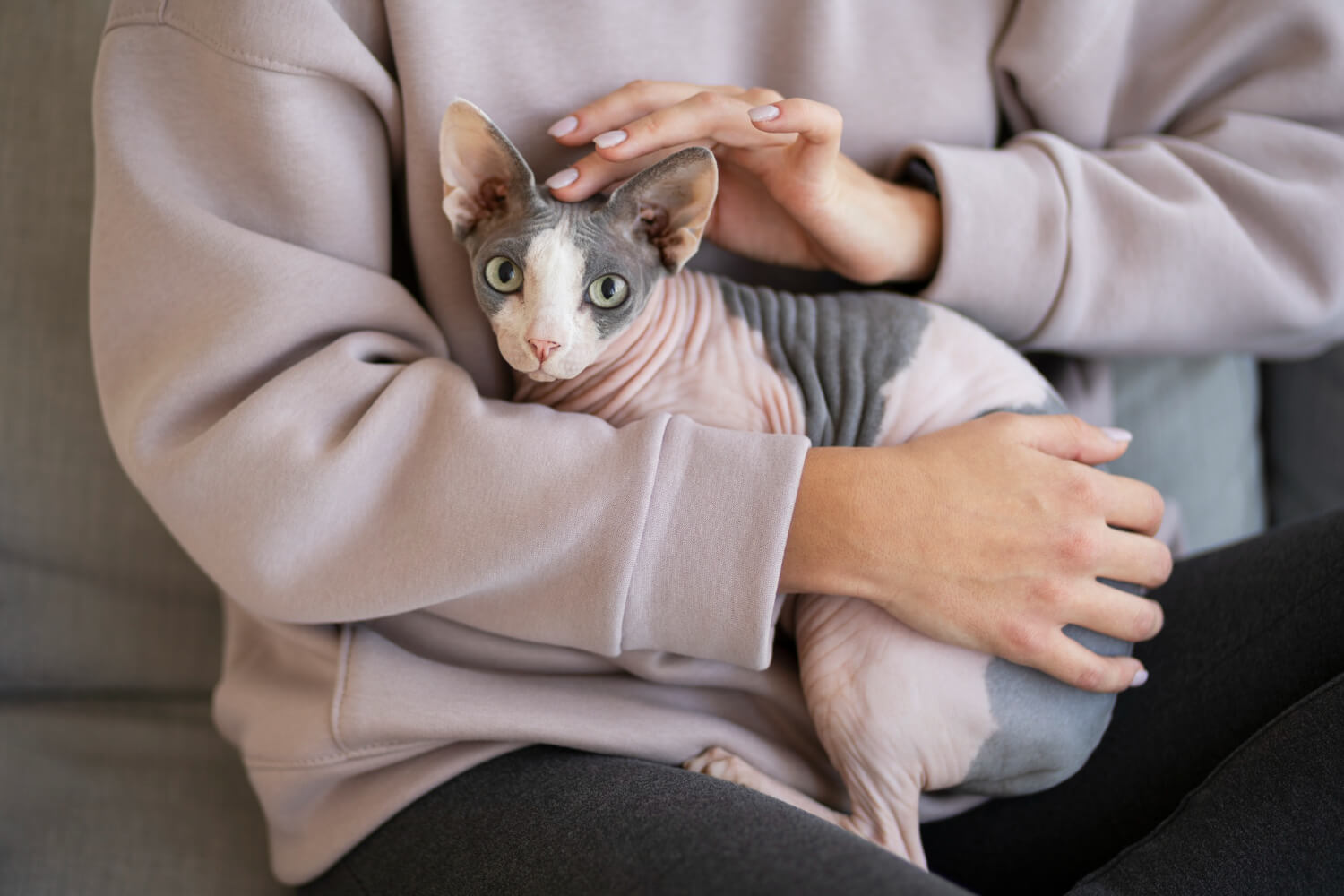 37. hairless-cat-guide-1