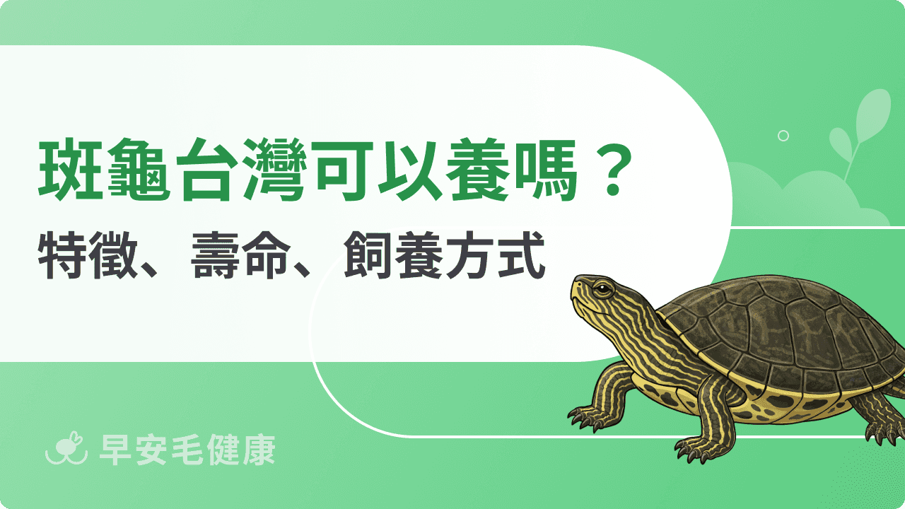 斑龜可以養嗎？認識斑龜特徵、壽命、保育與飼養方式