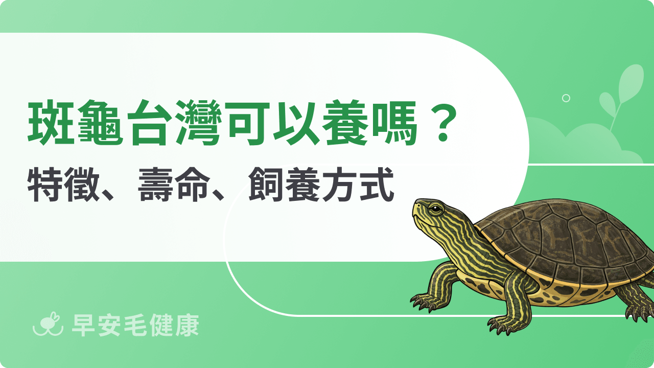 斑龜可以養嗎？認識斑龜特徵、壽命、保育與飼養方式