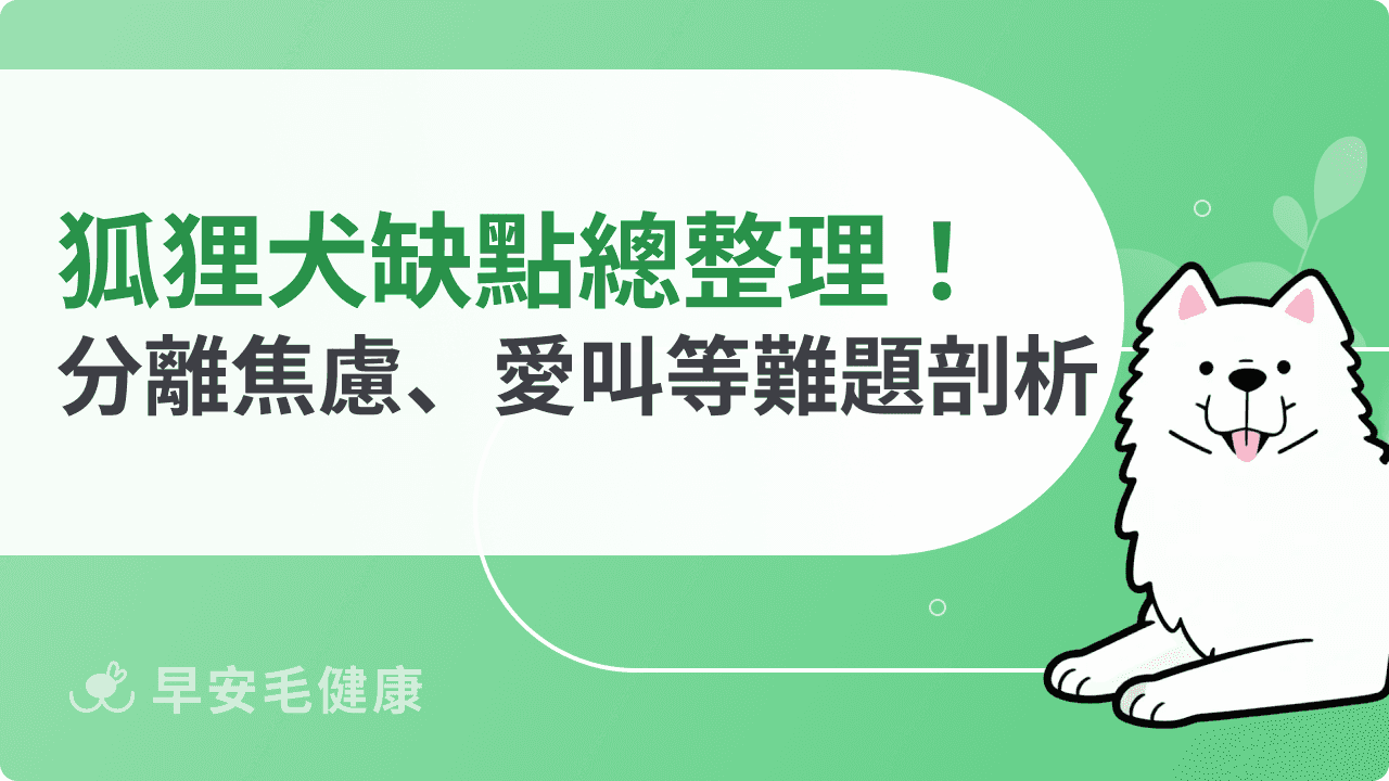 狐狸犬缺點總整理：分離焦慮＋吠叫習慣，都市飼養要慎選！