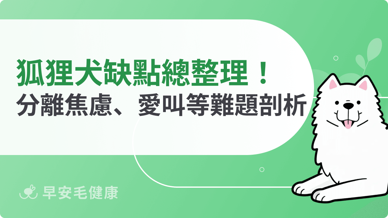 狐狸犬缺點總整理:分離焦慮+吠叫習慣,都市飼養要慎選!