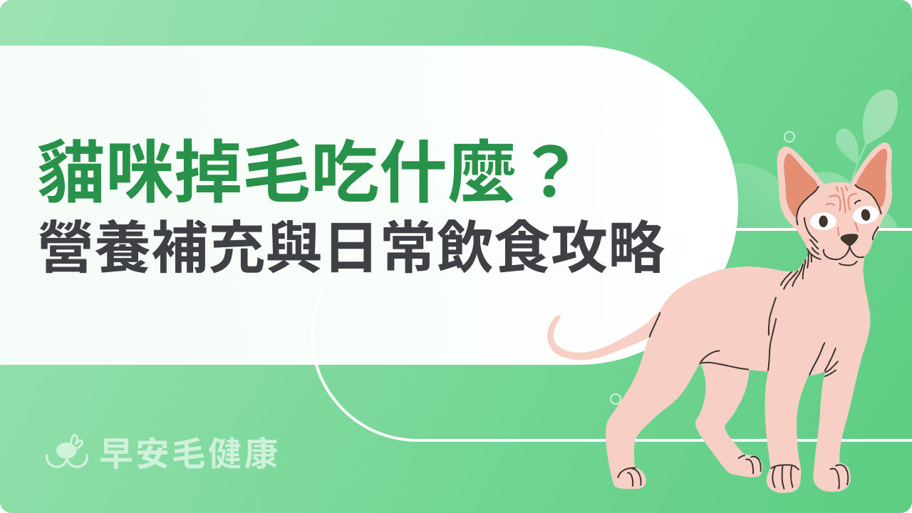 貓咪掉毛吃什麼？飼主必知營養補充與日常飲食攻略