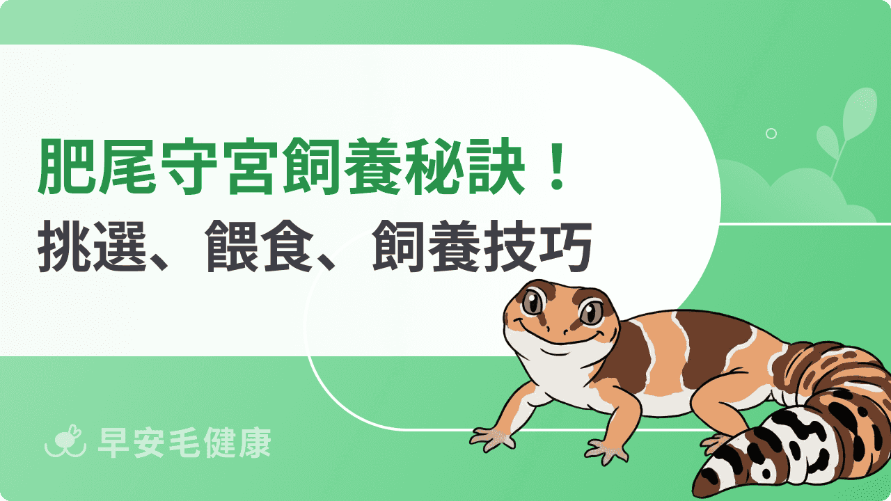 肥尾守宮飼養秘訣!品系挑選、餵食頻率、飼養環境與照顧技巧