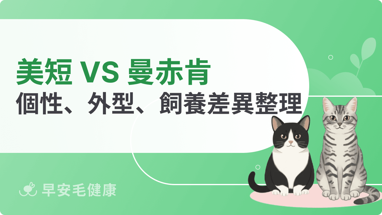 美短與曼赤肯差異懶人包！外型、個性、飼養全比較