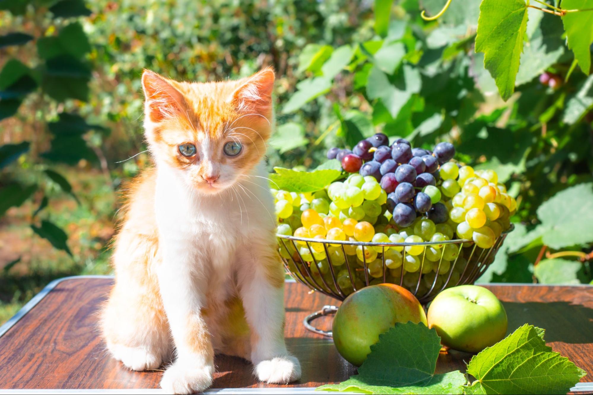 貓咪吃葡萄