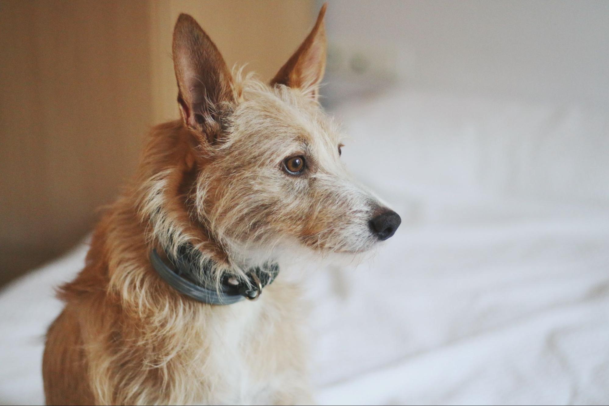 101. AI - old-dog-wont-eat-1