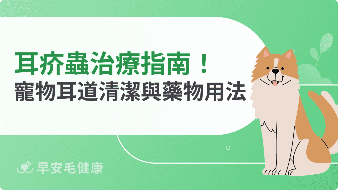 耳疥蟲治療從哪開始?快速掌握寵物耳道清潔與藥物用法