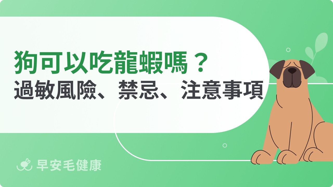 狗可以吃龍蝦嗎？過敏風險、禁忌與安全餵食重點