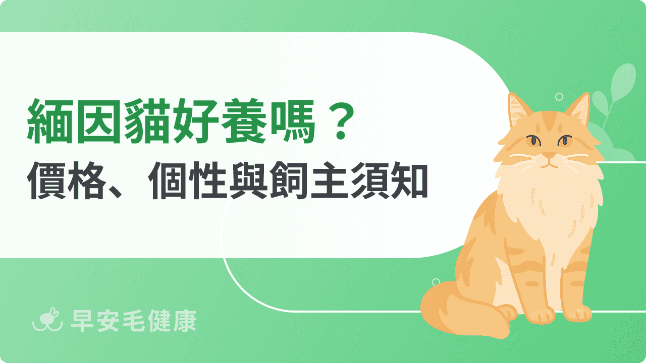 緬因貓聰明嗎？緬因貓價錢、個性、壽命與飼養指南！