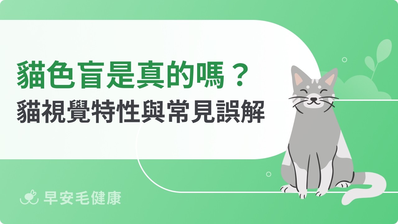 貓色盲是迷思！圖文詳解貓眼中的色彩世界與視力優勢