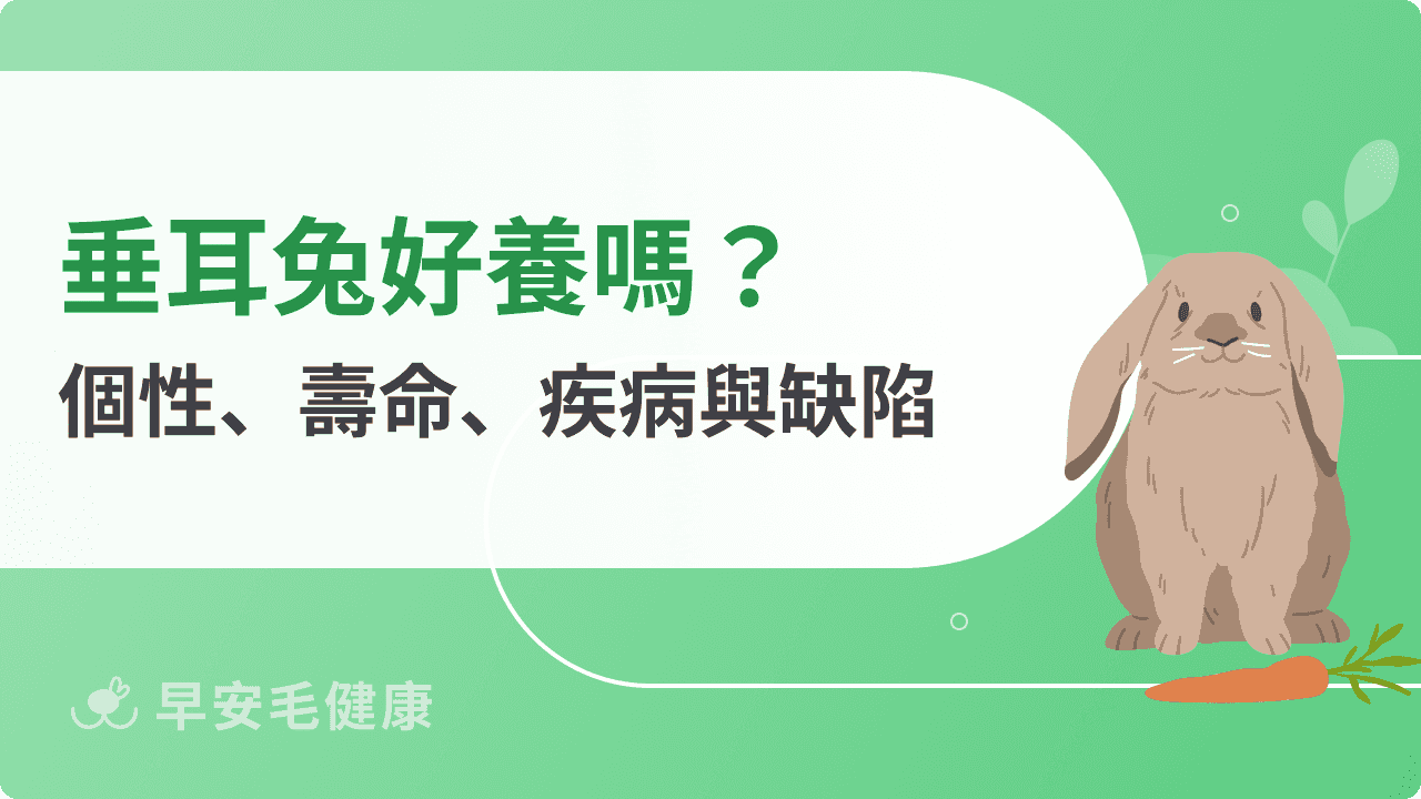 垂耳兔好養嗎？個性、品種到疾病預防，新手飼主必看