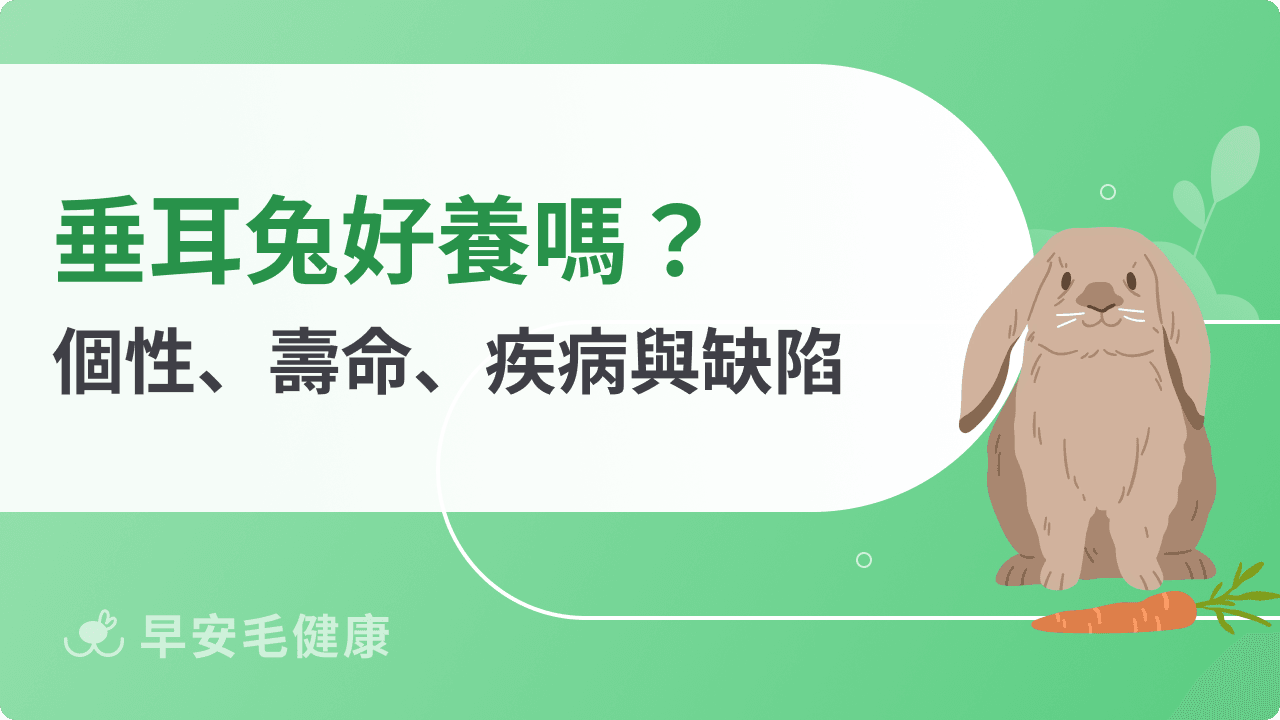 垂耳兔好養嗎？個性、品種到疾病預防，新手飼主必看