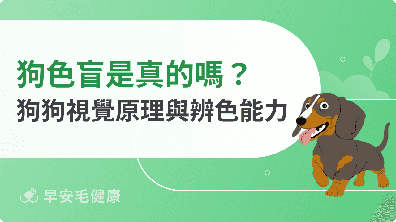 狗狗是色盲嗎？為何導盲犬能看紅綠燈？秒懂毛孩看見的色彩世界