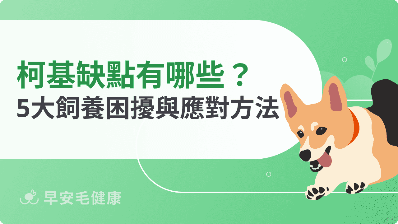 柯基缺點有哪些？專家親揭5大飼養困擾與應對方法