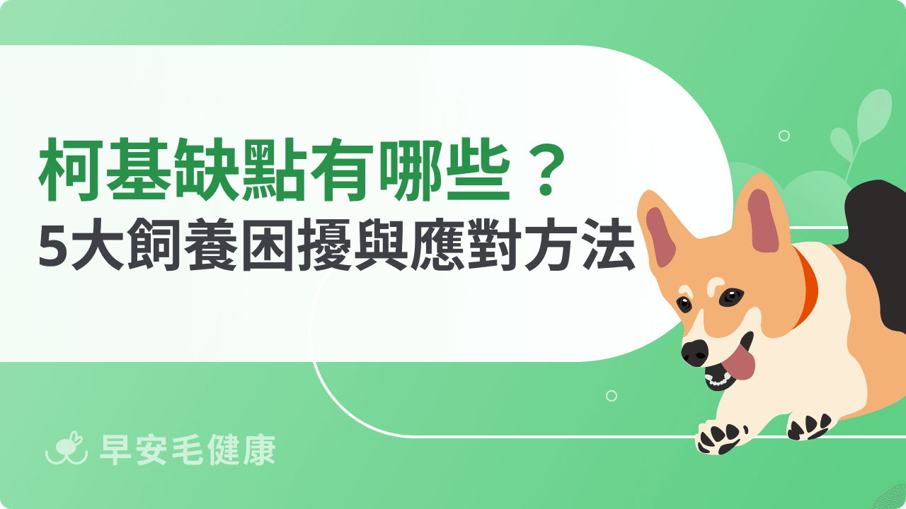 柯基缺點有哪些？專家親揭5大飼養困擾與應對方法