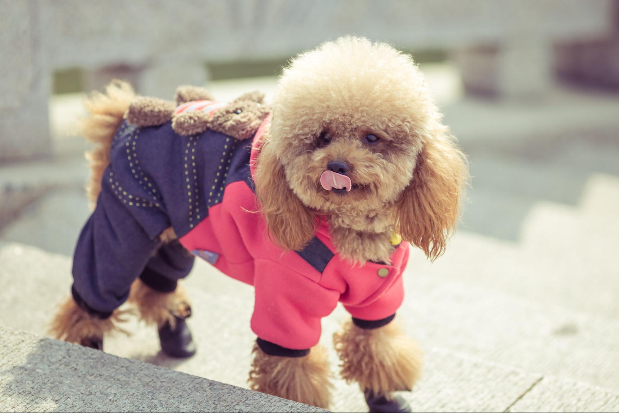 243. AI - toy-poodle-1