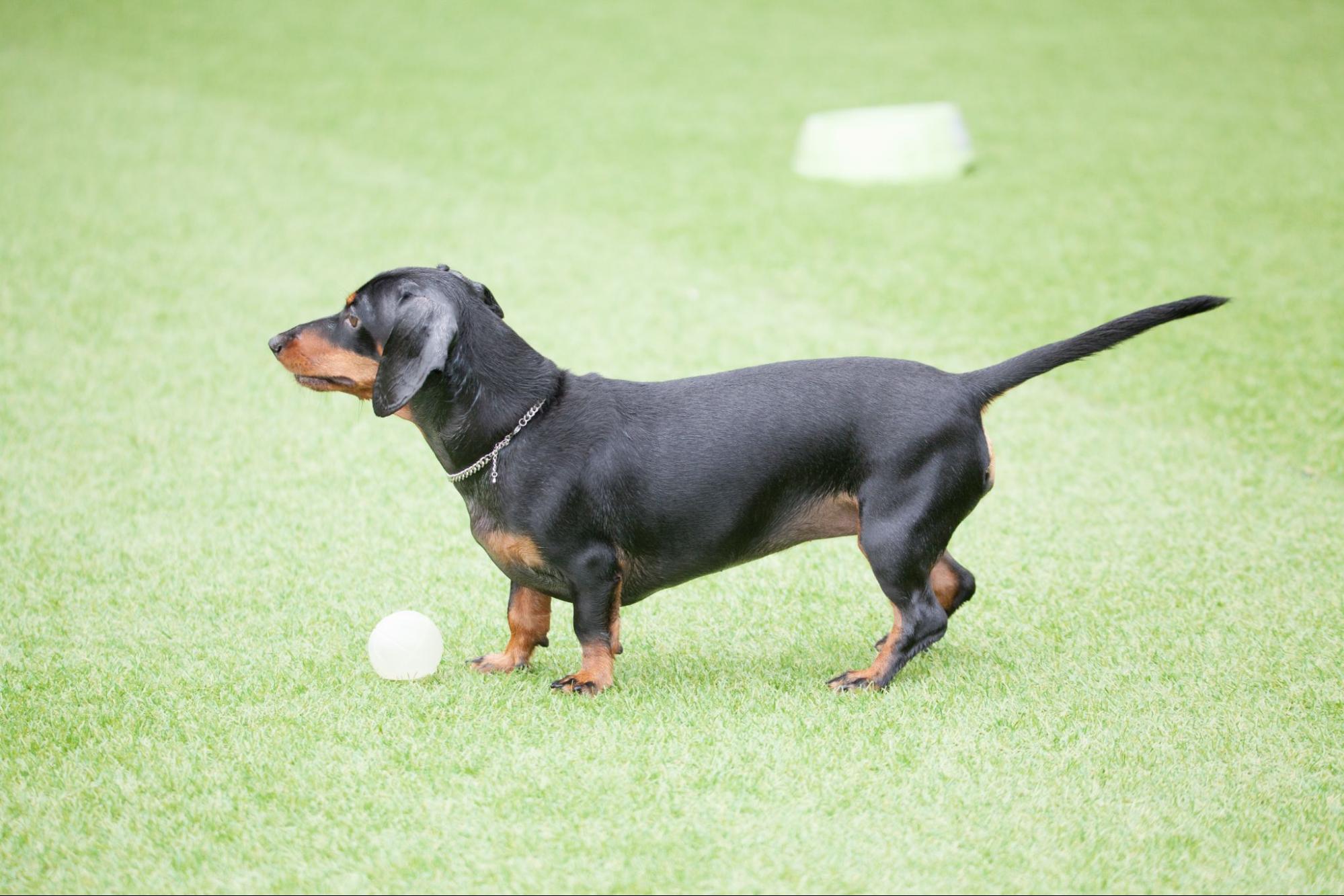 臘腸犬站在草地上看著遠方