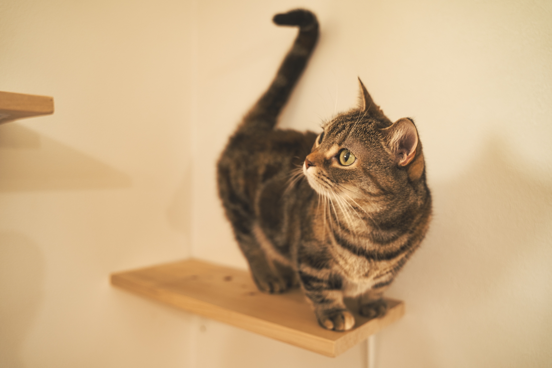 5.munchkin-cat-guide-3