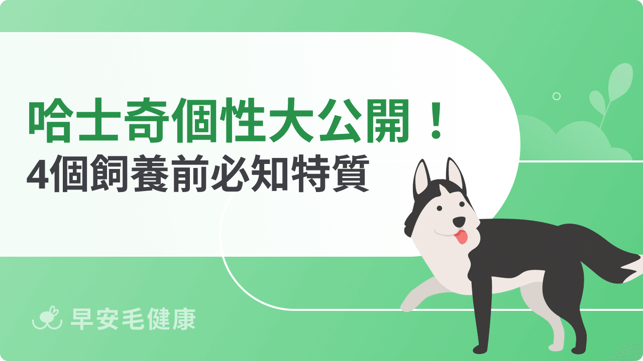 哈士奇個性大公開!4個飼養前必知特質