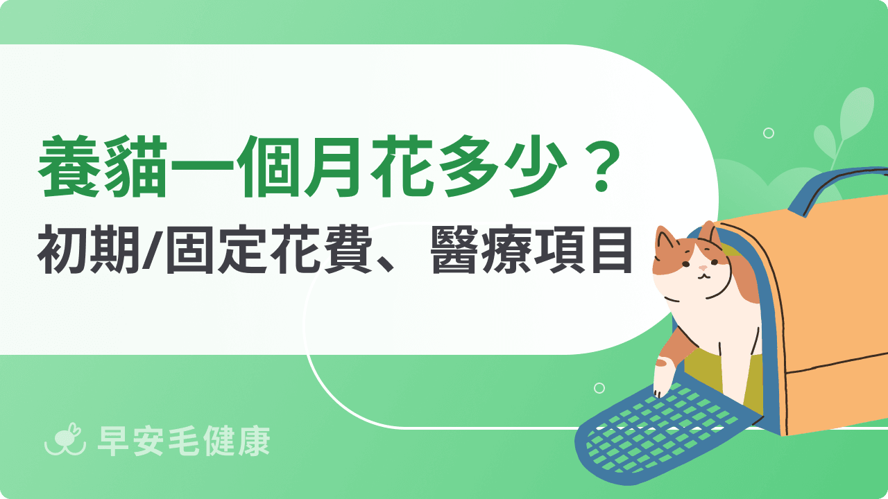 養貓一個月花費解析：貓年度費用、每月支出