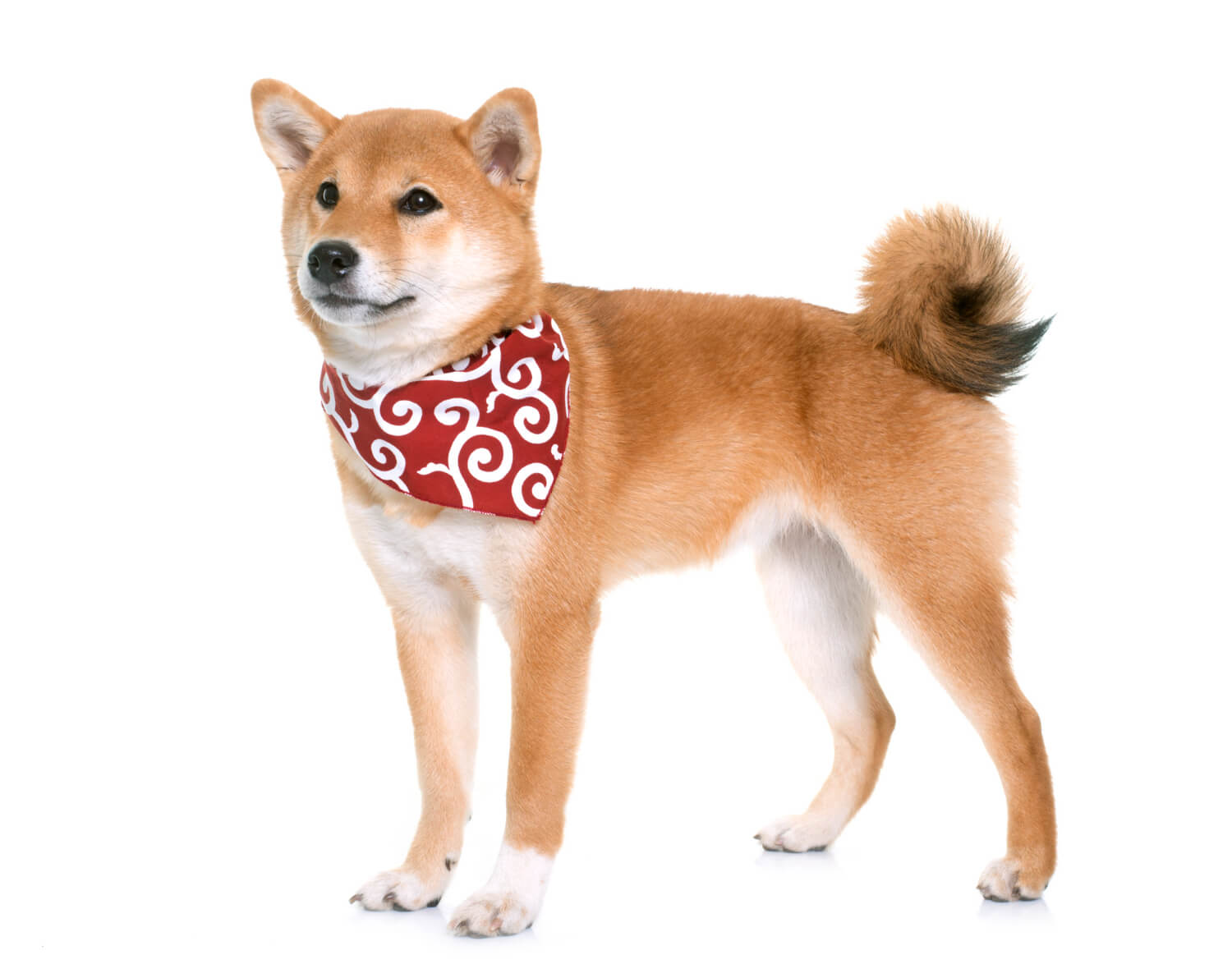 3.shiba-inu-guide-2