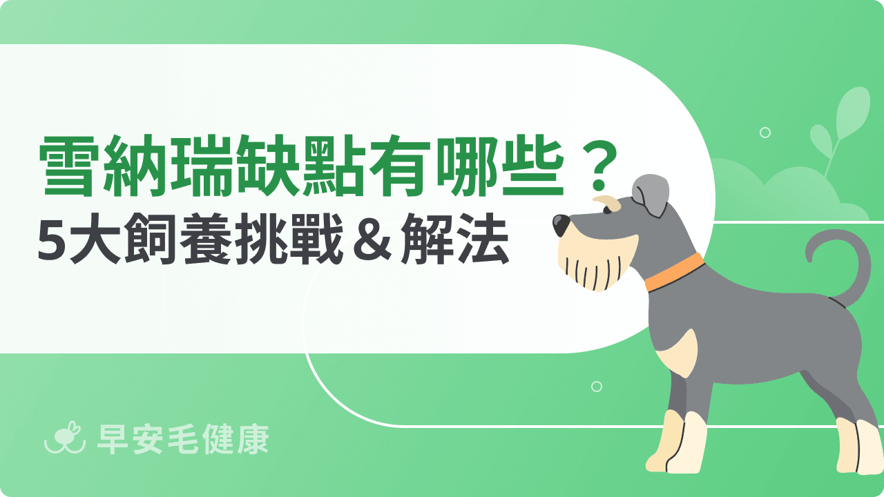 雪納瑞缺點有哪些？統計飼主最常遇到的5大挑戰＋解法