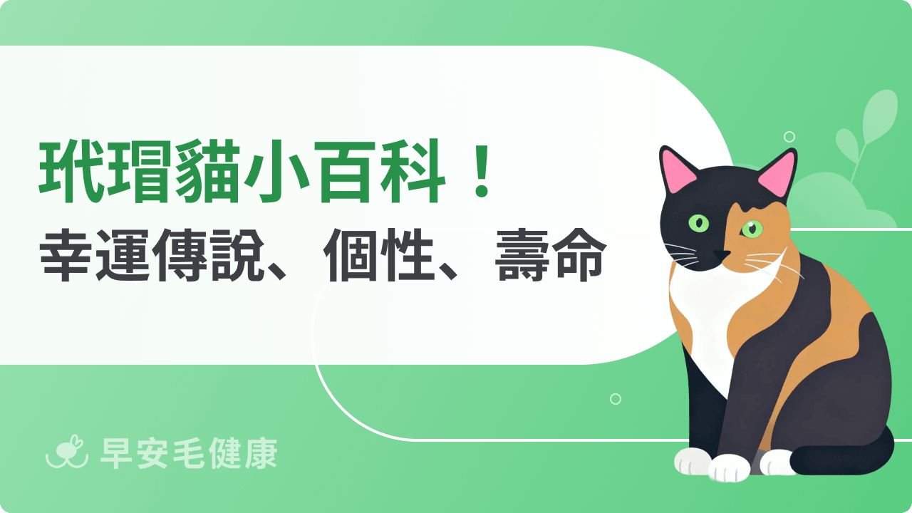 玳瑁貓是什麼貓？揭開玳瑁貓個性、特徵、壽命與各國傳說！