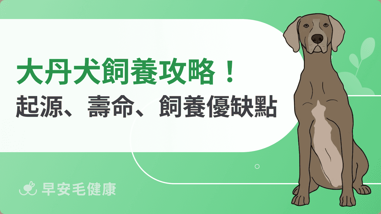 大丹犬怎麼養？大丹犬個性、價格與缺點，新手飼養必讀！