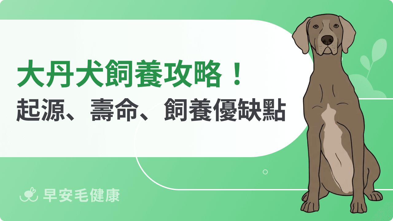 大丹犬怎麼養？大丹犬個性、價格與缺點，新手飼養必讀！