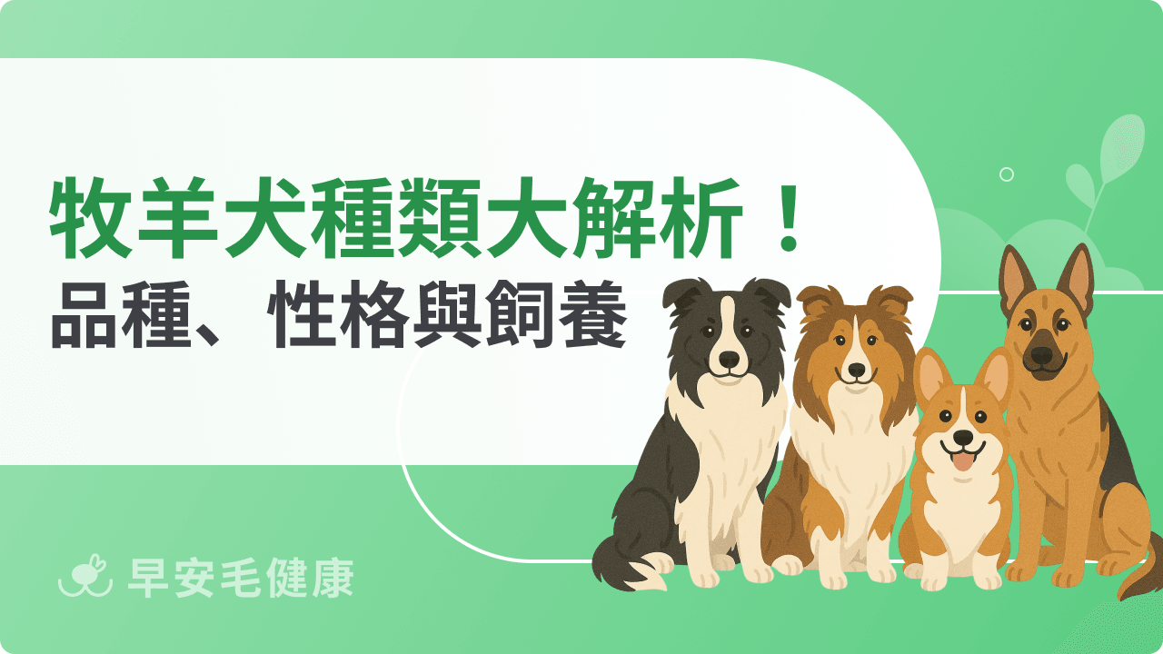 牧羊犬種類有哪些？常見品種特色、性格與飼養重點一次看
