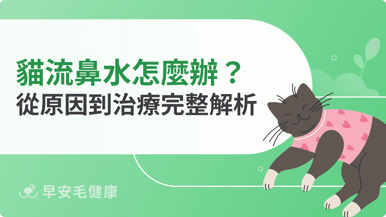 貓流鼻水怎麼辦？從原因到治療完整解析