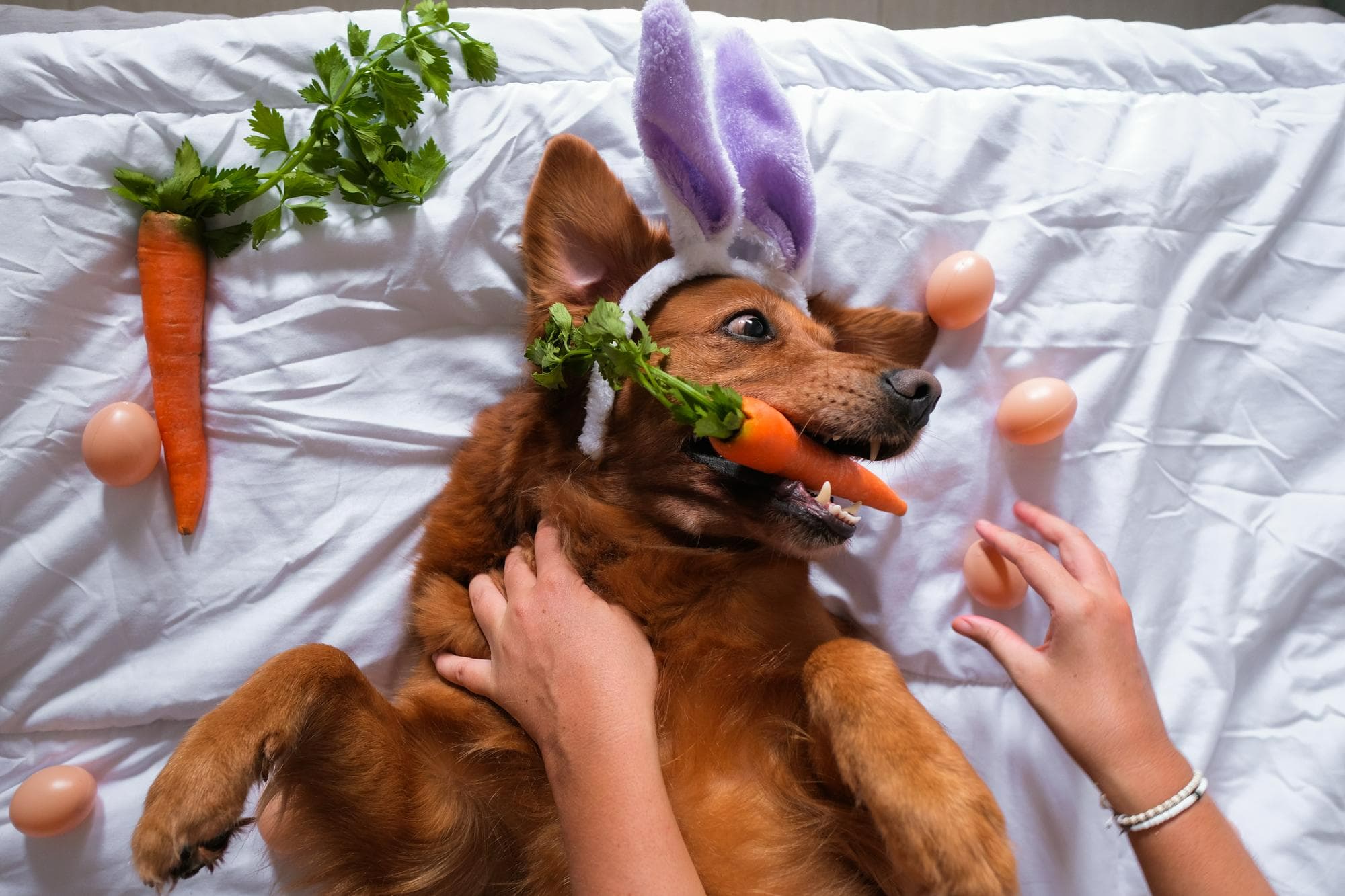 狗狗咬著紅蘿蔔