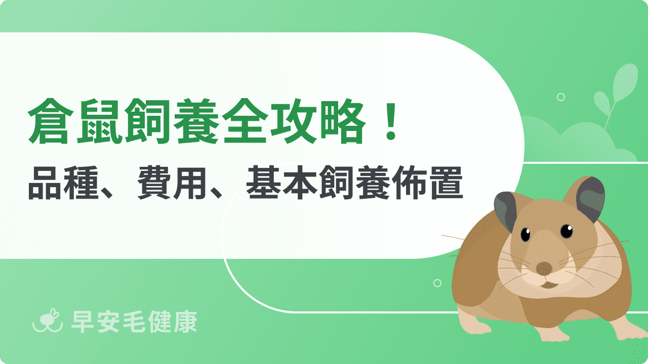 倉鼠飼養全攻略：品種壽命、個性特徵、飼養環境與健康照護
