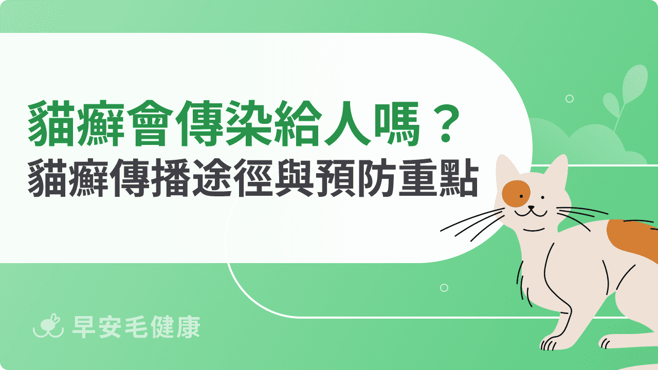 貓癬會傳染給人嗎？多久會好？初期症狀、預防與黴菌感染全解