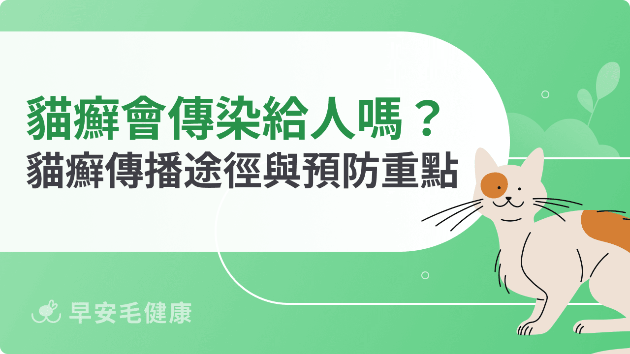 貓癬會傳染給人嗎？多久會好？初期症狀、預防與黴菌感染全解
