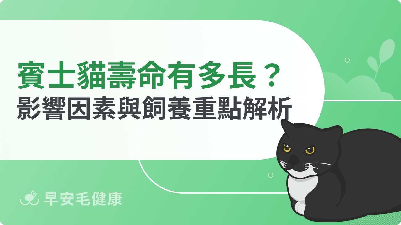 賓士貓壽命有多長？影響壽命的健康因素與飼養重點解析