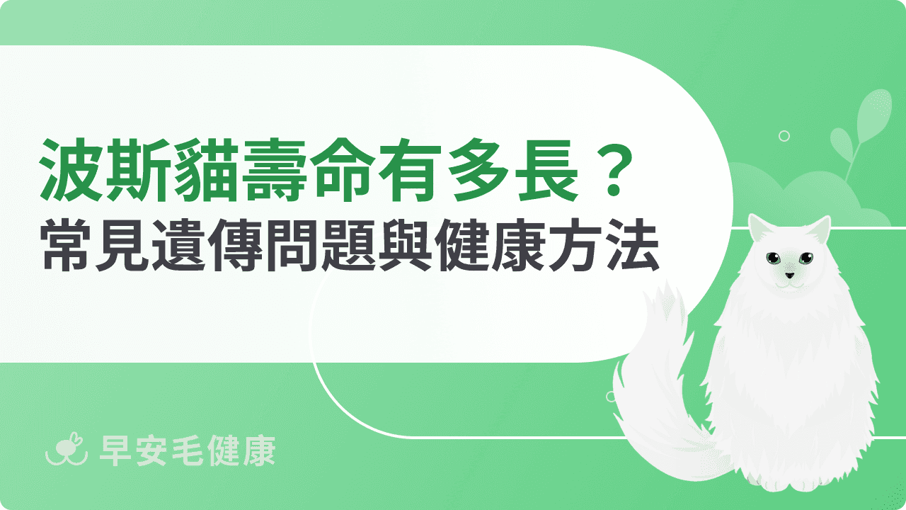 波斯貓壽命有多長？常見健康問題與延長陪伴的方法