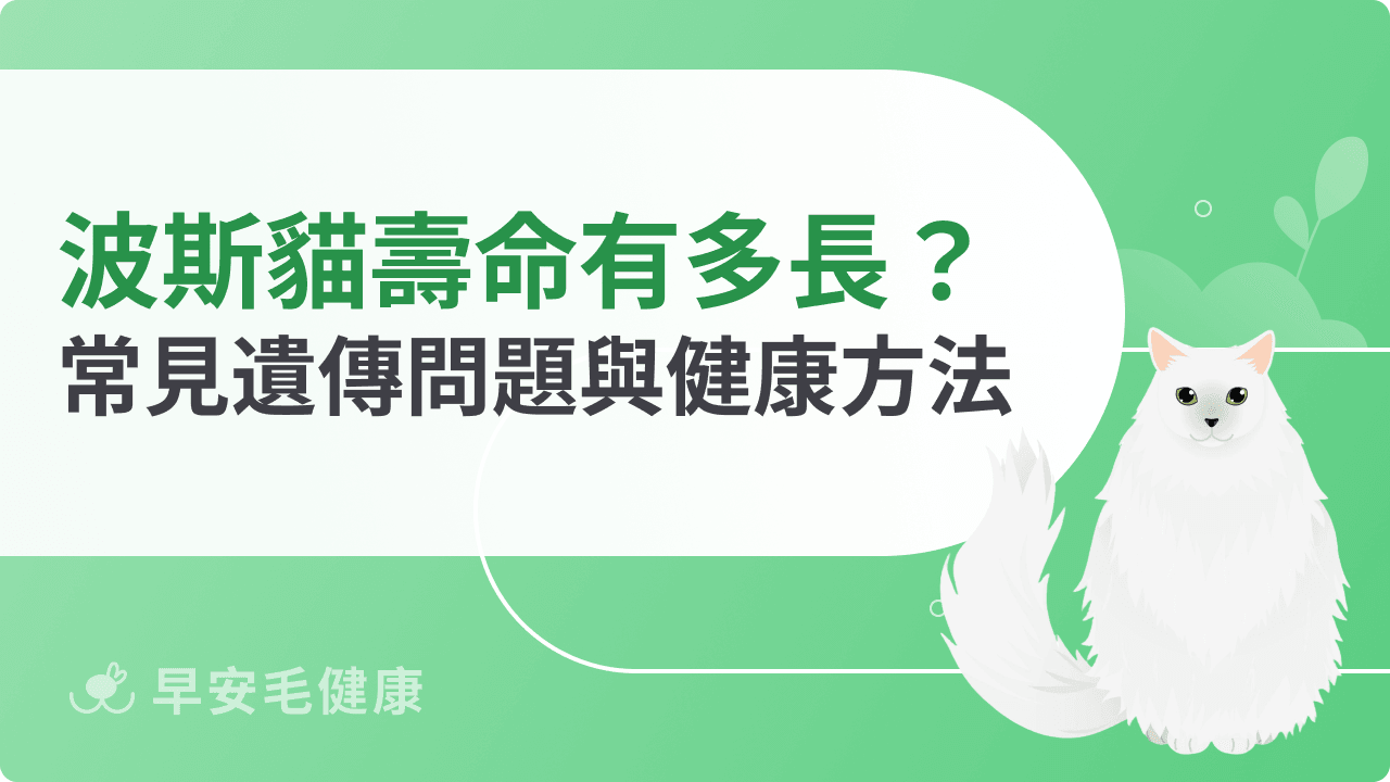 波斯貓壽命有多長？常見健康問題與延長陪伴的方法