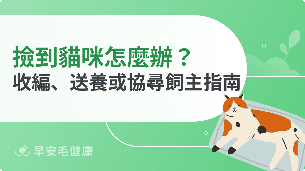 撿到貓咪怎麼辦？收編、送養或協尋飼主完整指南