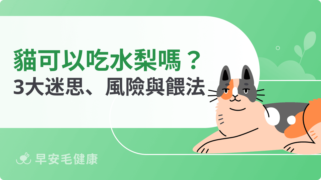 貓可以吃水梨嗎？營養迷思、風險與正確餵法