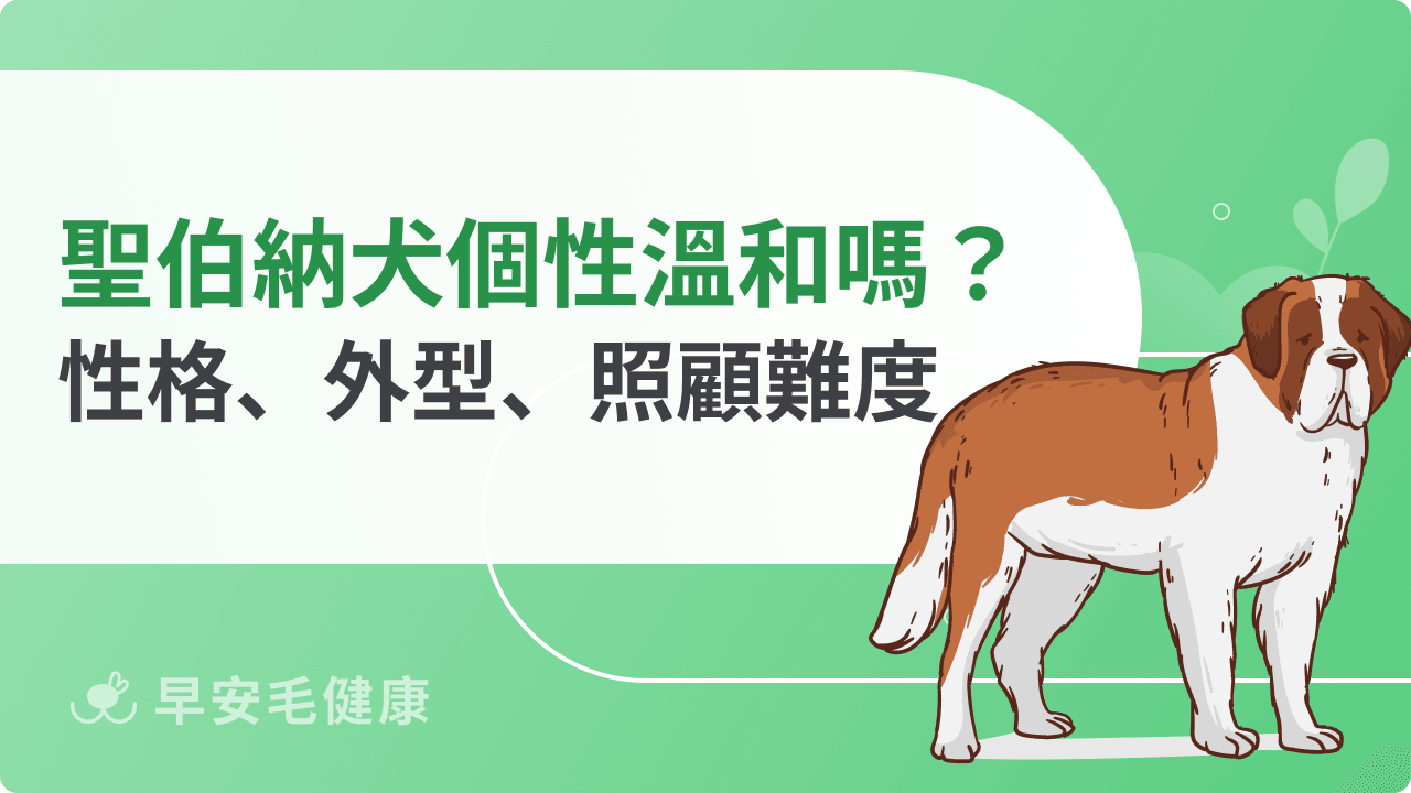聖伯納犬個性溫和嗎？新手能駕馭嗎？生活需求、相處重點全說明