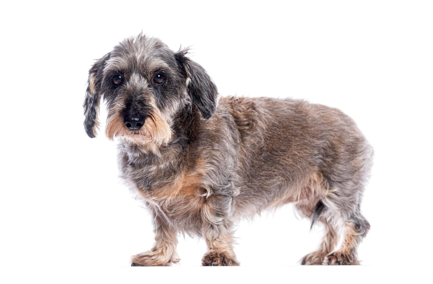 13.dachshund-dog-guide-3