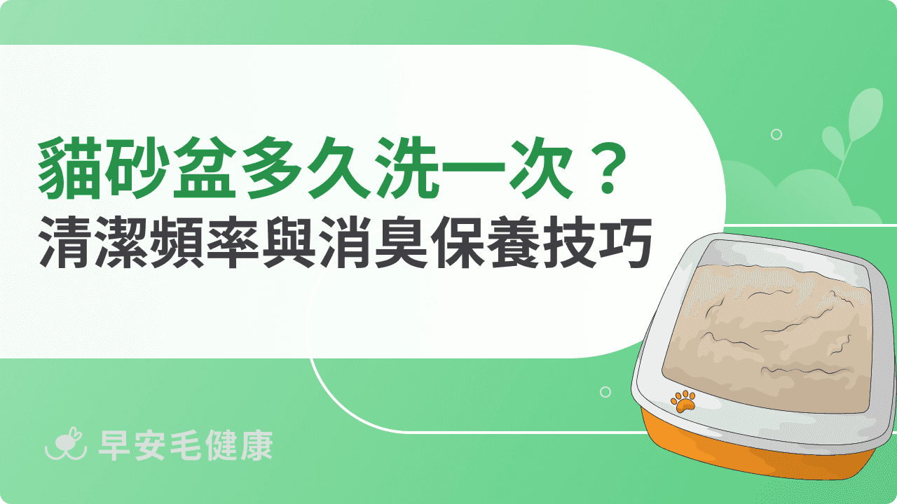 貓砂盆多久洗一次？正確清潔頻率與消臭保養技巧全解析