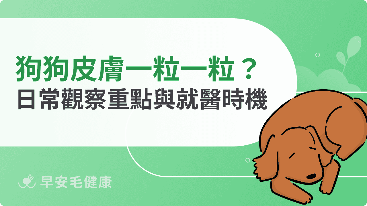 狗狗皮膚一粒一粒需要看醫生嗎？日常觀察重點與就醫時機