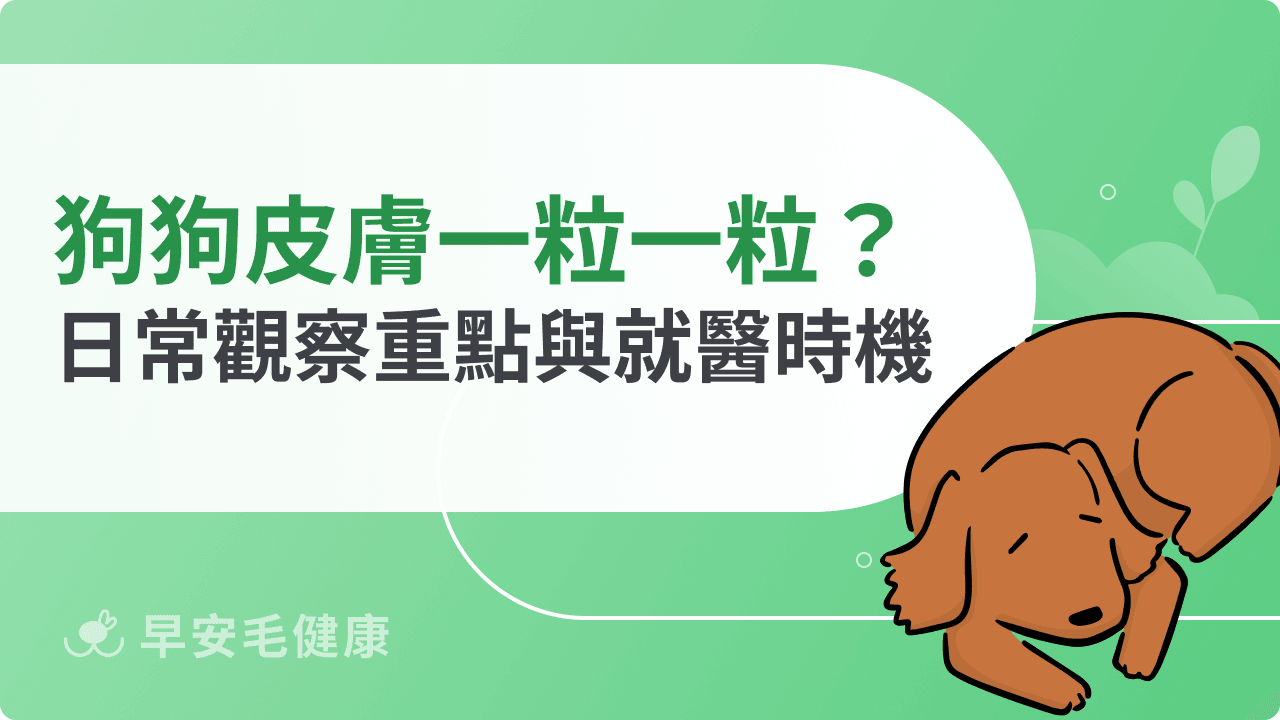 狗狗皮膚一粒一粒需要看醫生嗎？日常觀察重點與就醫時機