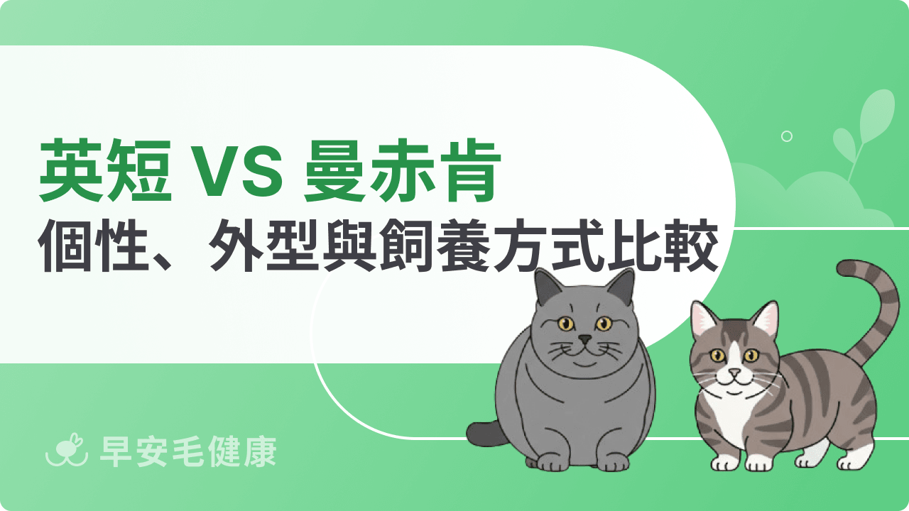 英短與曼赤肯差在哪？個性、外型與飼養方式完整比較