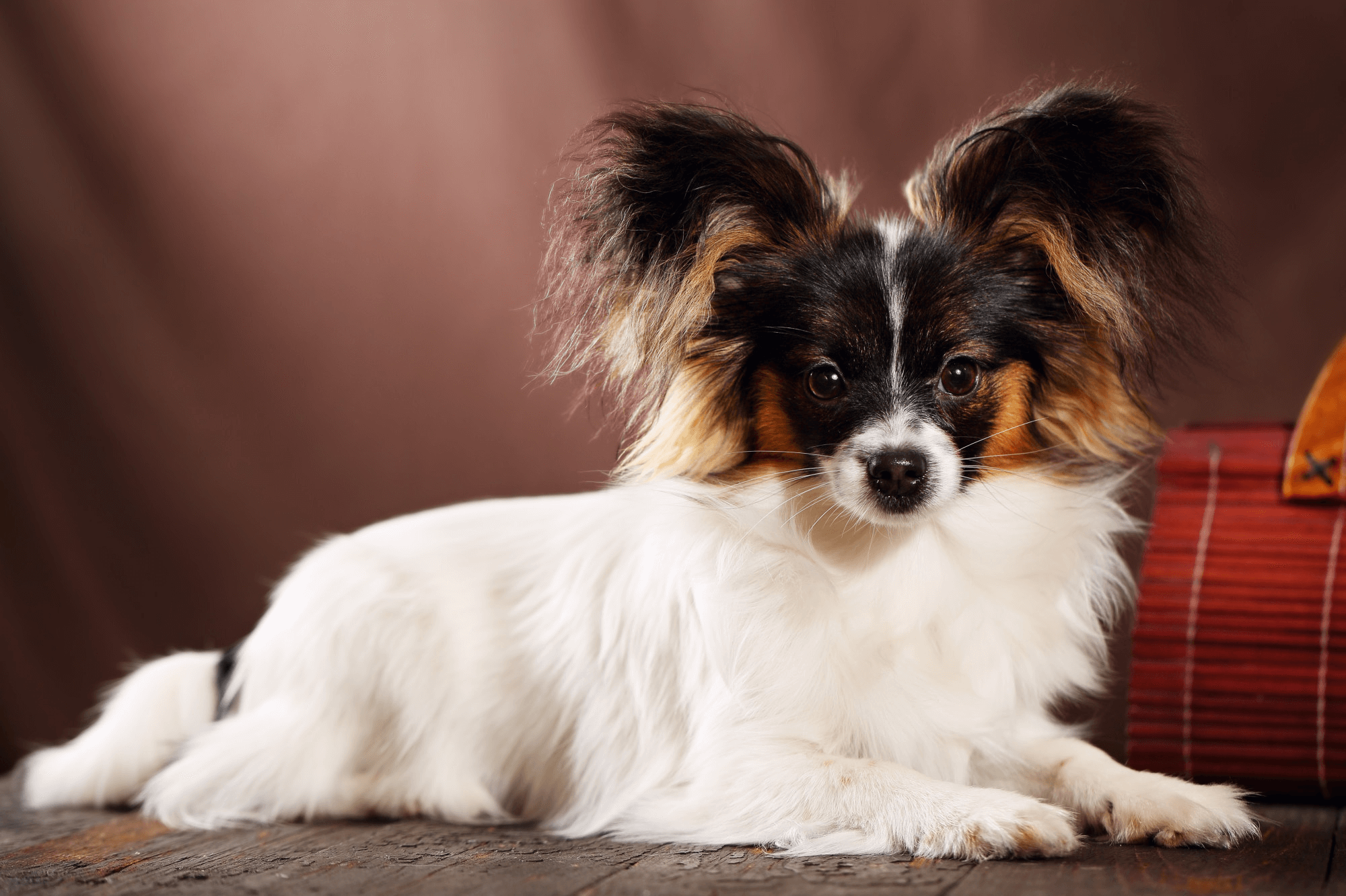 463. AI-papillon-dog-price-1