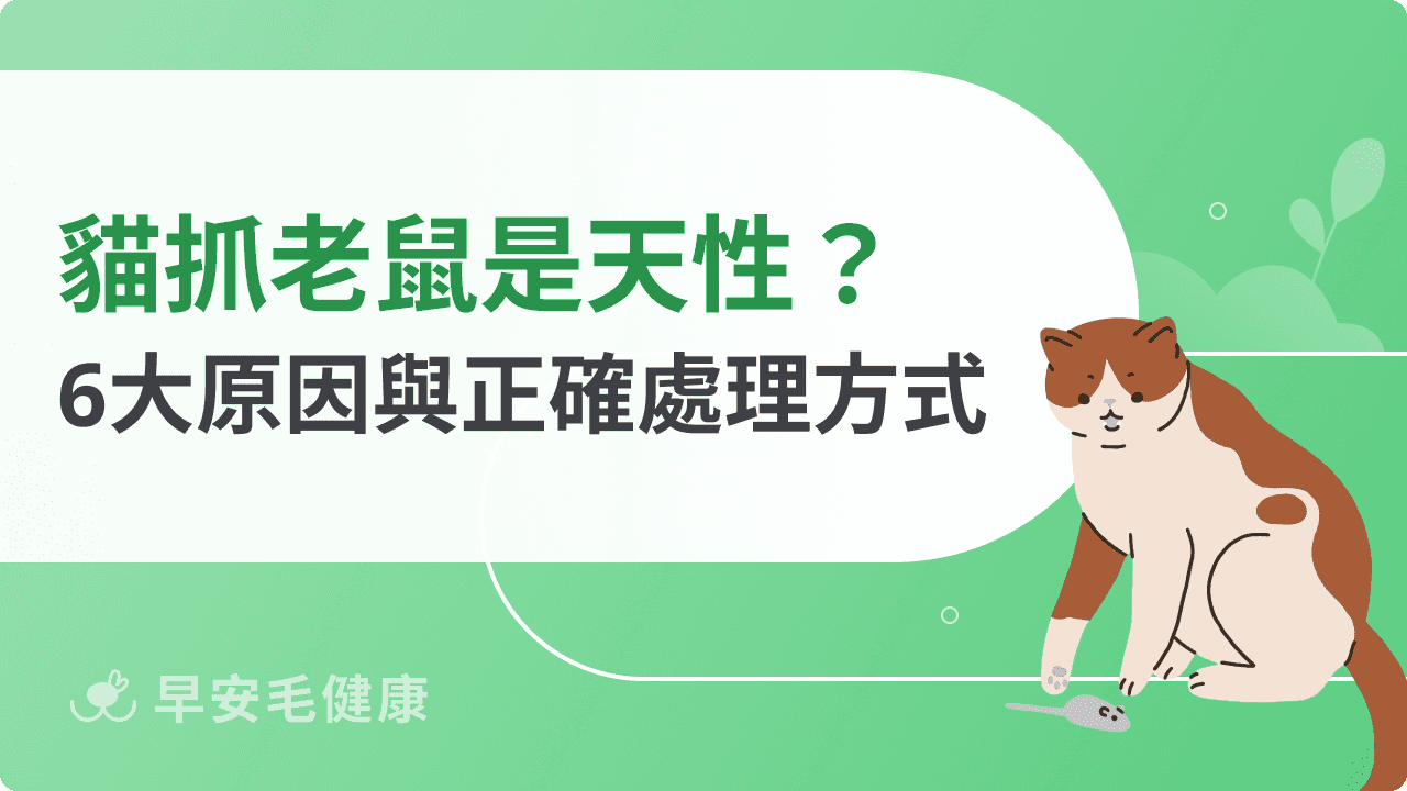 貓抓老鼠是天性嗎？解析貓吃老鼠 6 原因